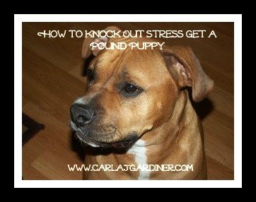 How to Knock Out Stress Get a Pound Puppy
