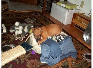 Nationwide Auto Transport And The New Puppy, Part Three
